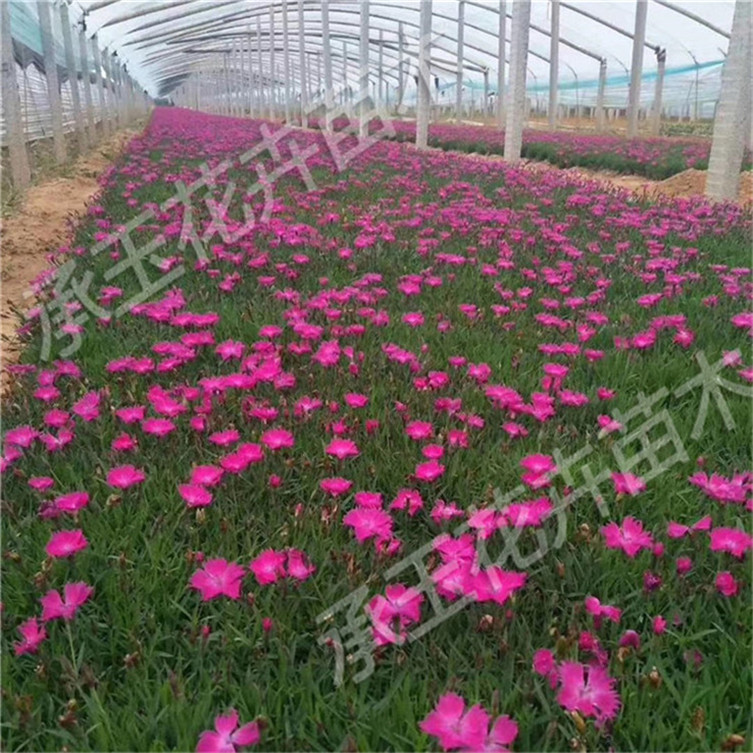 欧石竹市场基地 欧石竹景区用苗