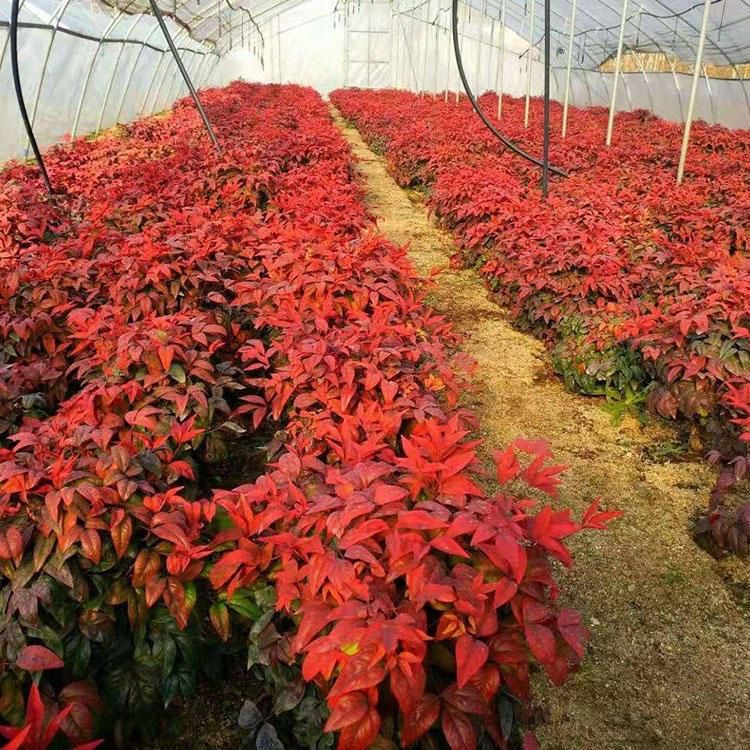 火焰南天竹价格