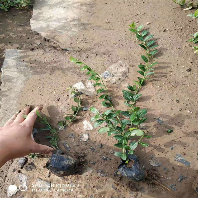 爬行卫矛