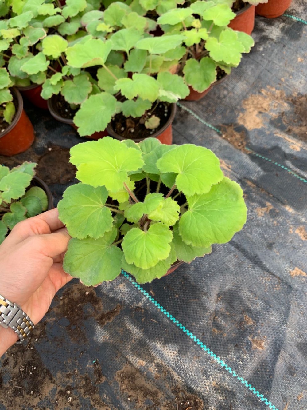 售 多色矾根 矾根批发价格 矾根种植基地