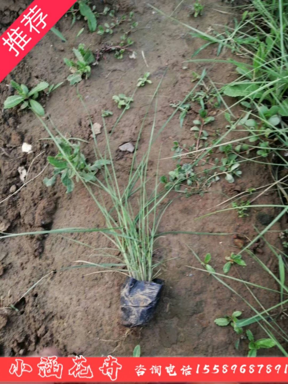 大量直供小龙柏价格  优质小龙柏量大  绿化工程苗  绿篱  小涵花卉