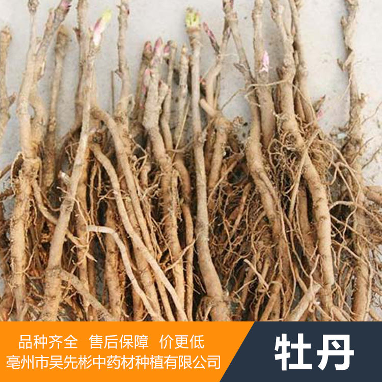 牡丹苗价格