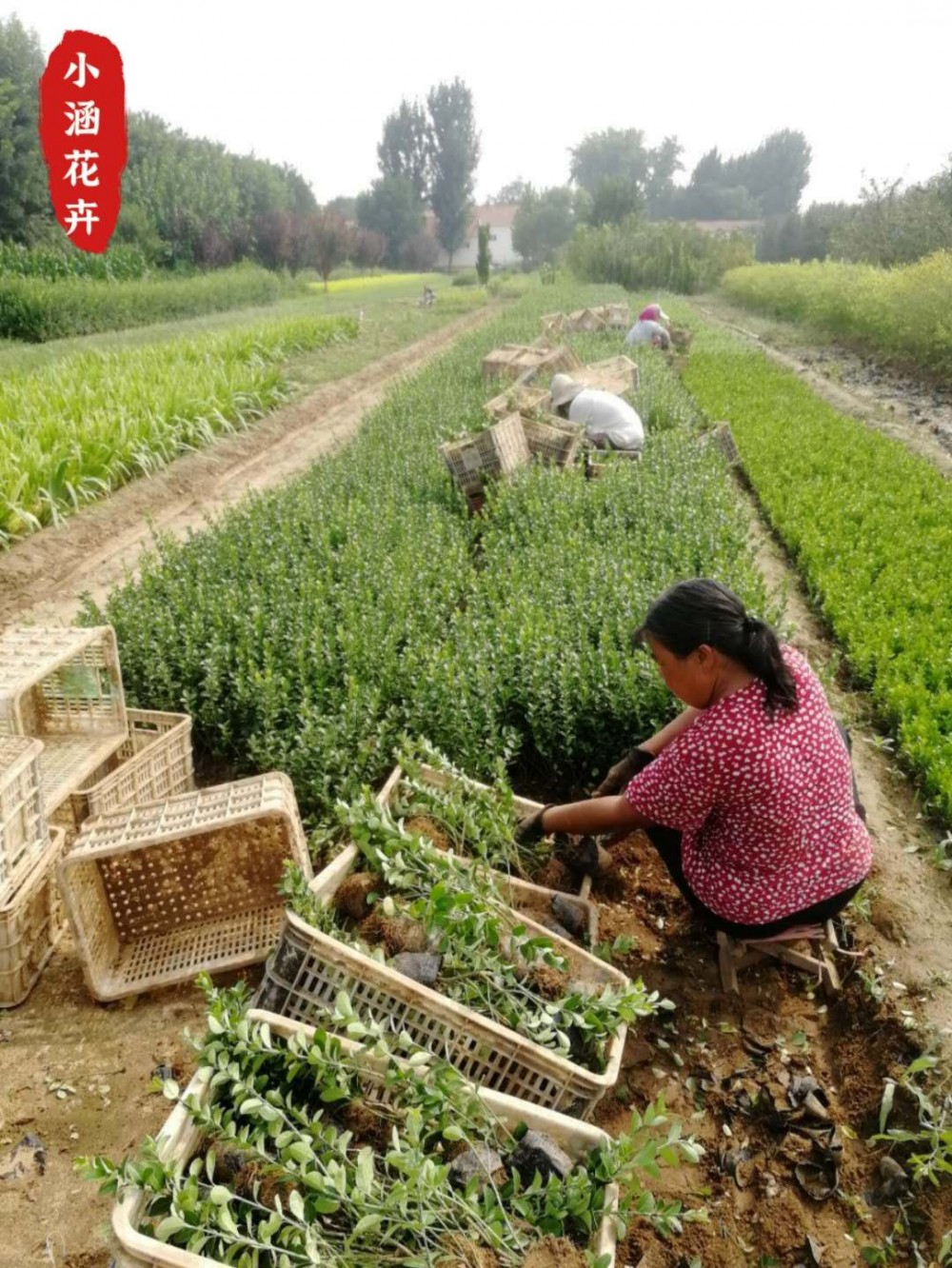 优质卫矛球  绿篱专用  各种绿化苗木   便宜卫矛价格  小涵花卉