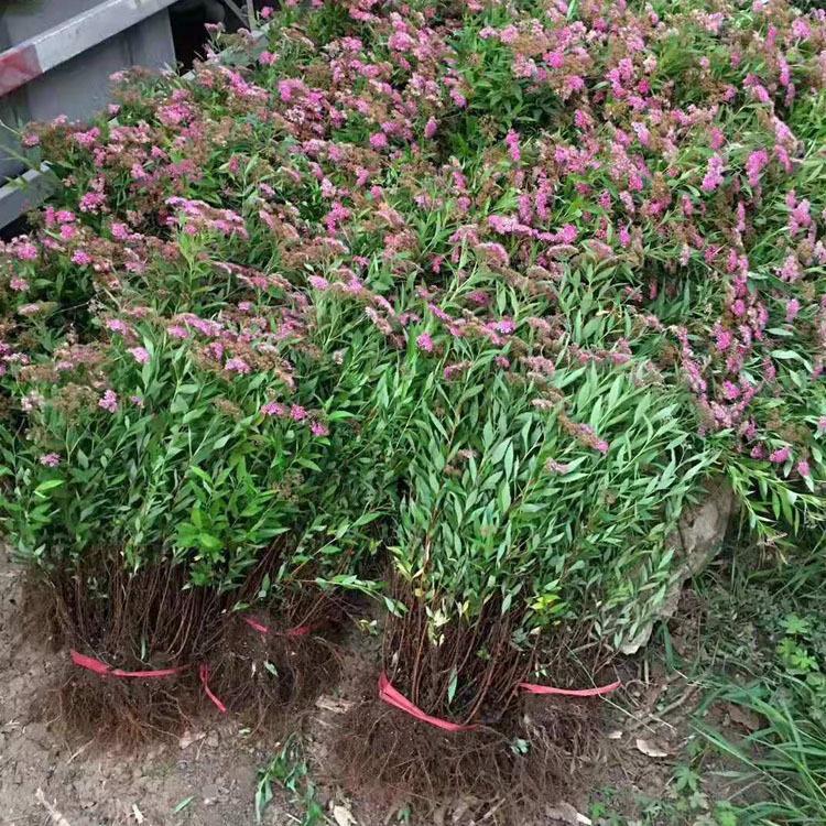 金山绣线菊价格