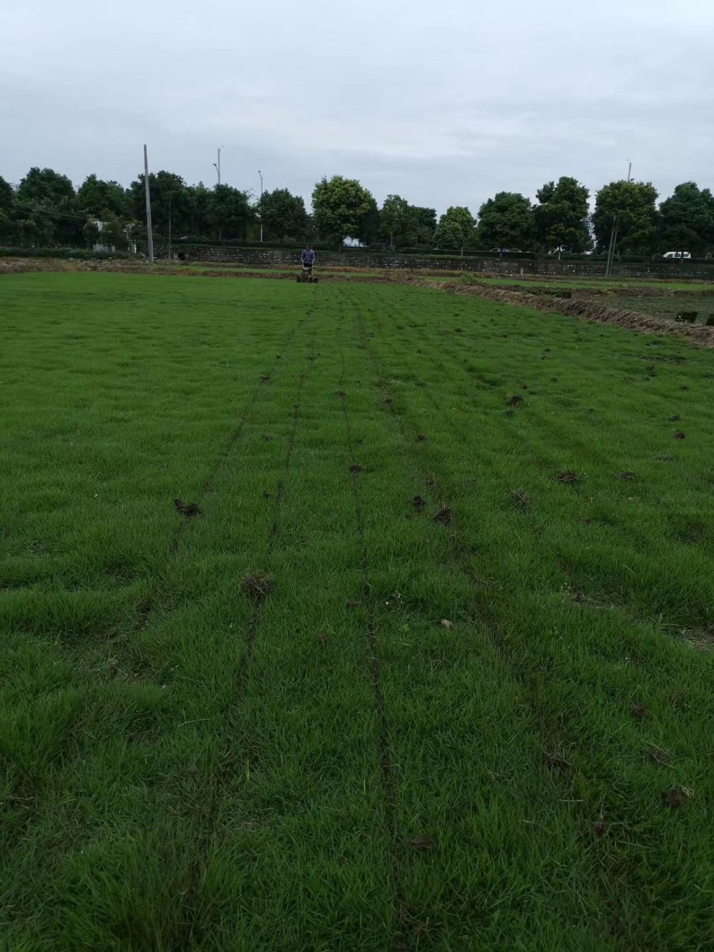 富榛花卉草坪基地  成都台湾二号草坪基地  台湾二号草坪批发 欢迎咨询