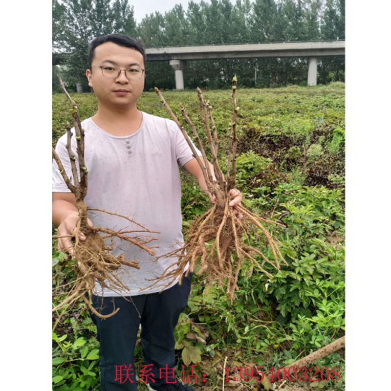 菏泽牡丹苗 菏泽观赏牡丹苗  菏泽牡丹树稳定供应选择菏泽国磊牡丹种植基地
