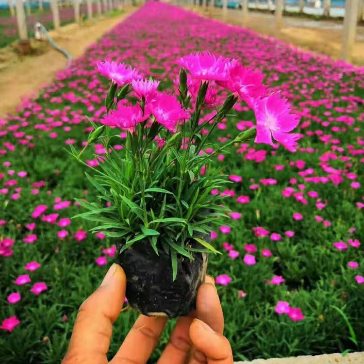 贵州宿根花卉供应 贵州时令草花基地