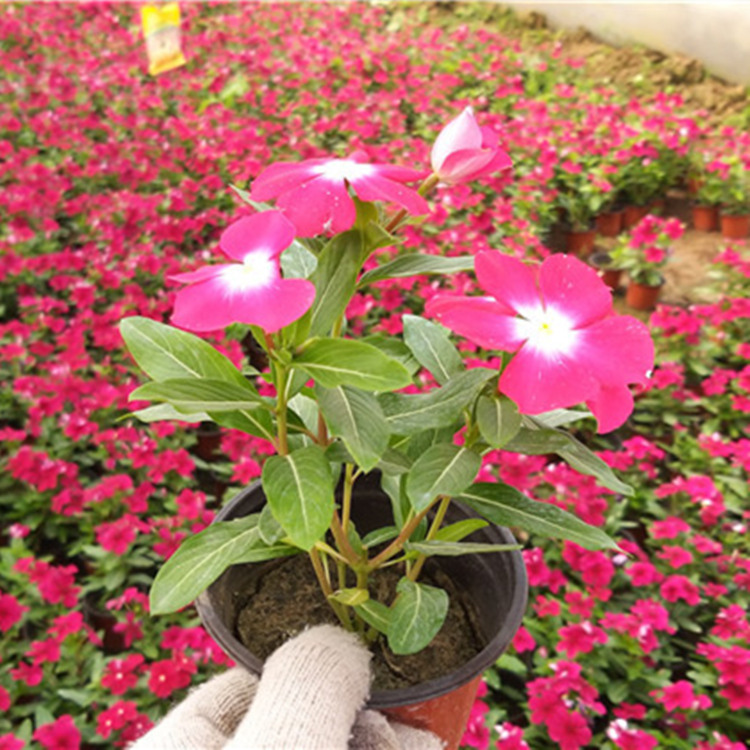 组摆花卉长春花供应 青州长春花批发
