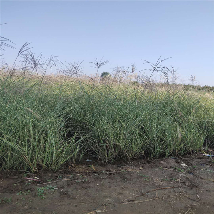 小涵花卉基地供应斑叶芒