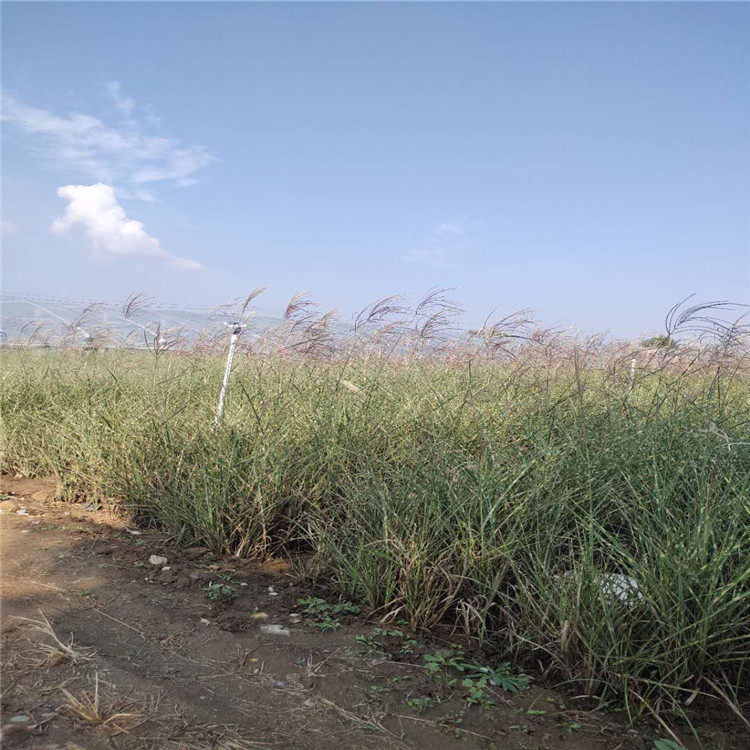 小涵花卉基地供应绿化斑叶芒 品质保证