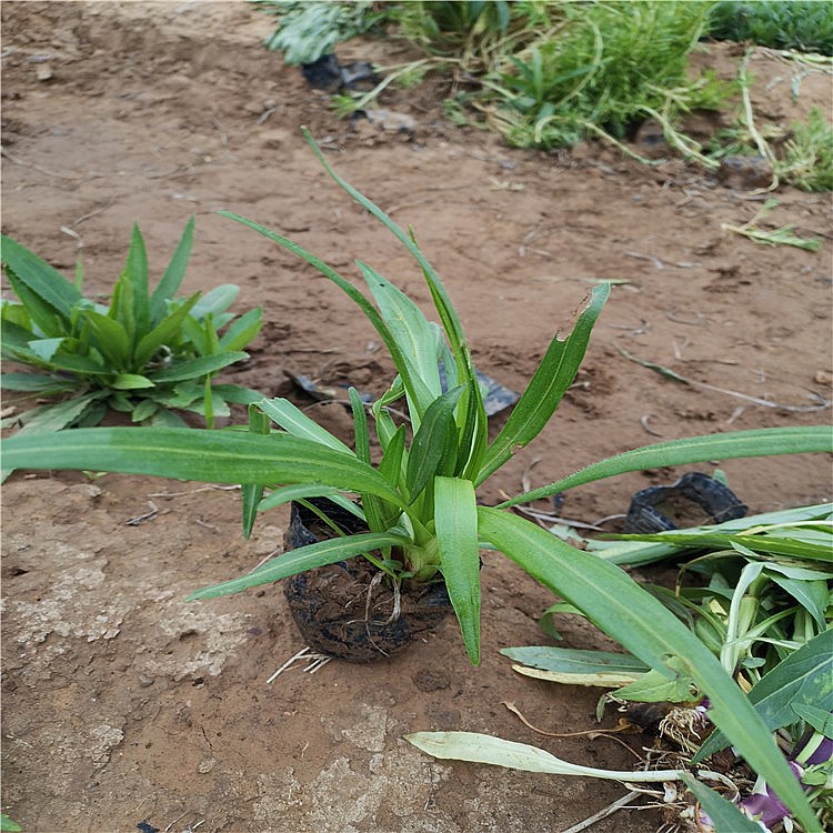 蛇鞭菊批发商 启景花卉蛇鞭菊栽培 蛇鞭菊基地 蛇鞭菊小苗