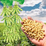 2020年新品大豆种子  郑1307新品优质蛋白大豆种子 高产量  价格优惠 精挑细选 颗粒饱满