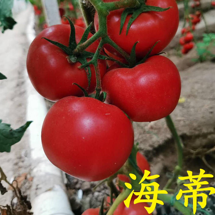 诚信商家 旭冉农业批发出售海蒂西红柿种子/种苗 价格低  耐储运
