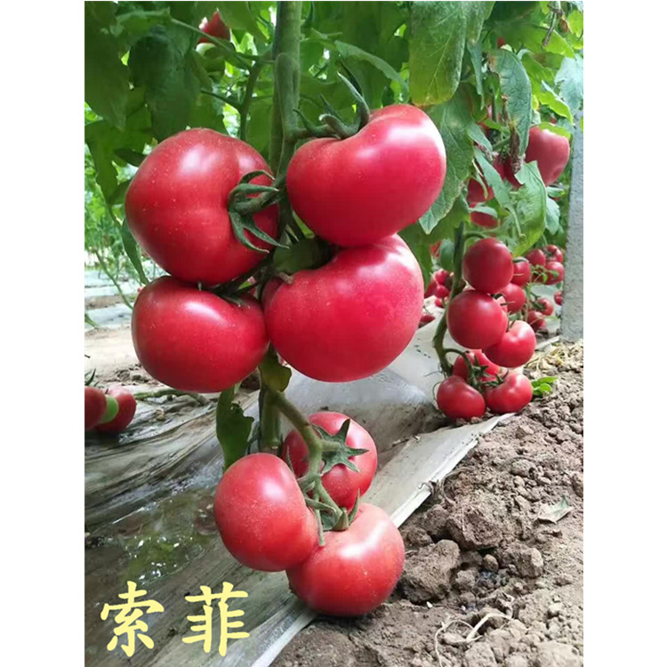 供应西红柿种苗 杂交新品种索菲西红柿种苗 长势好 批发供应