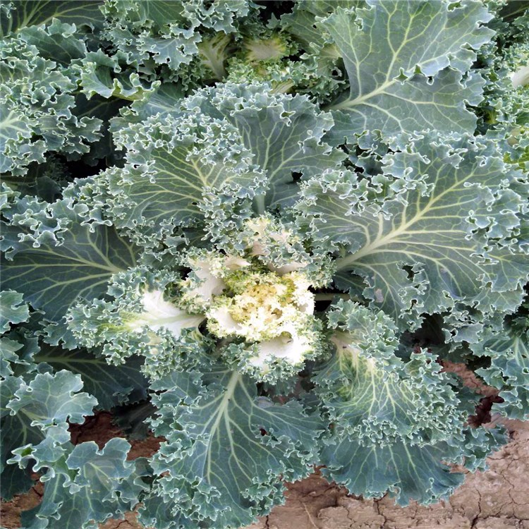 时令草花直销 冬季绿化羽衣甘蓝基地 青州羽衣甘蓝种植基地