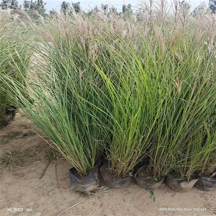 细叶芒 细叶芒价格 观赏草种植基地