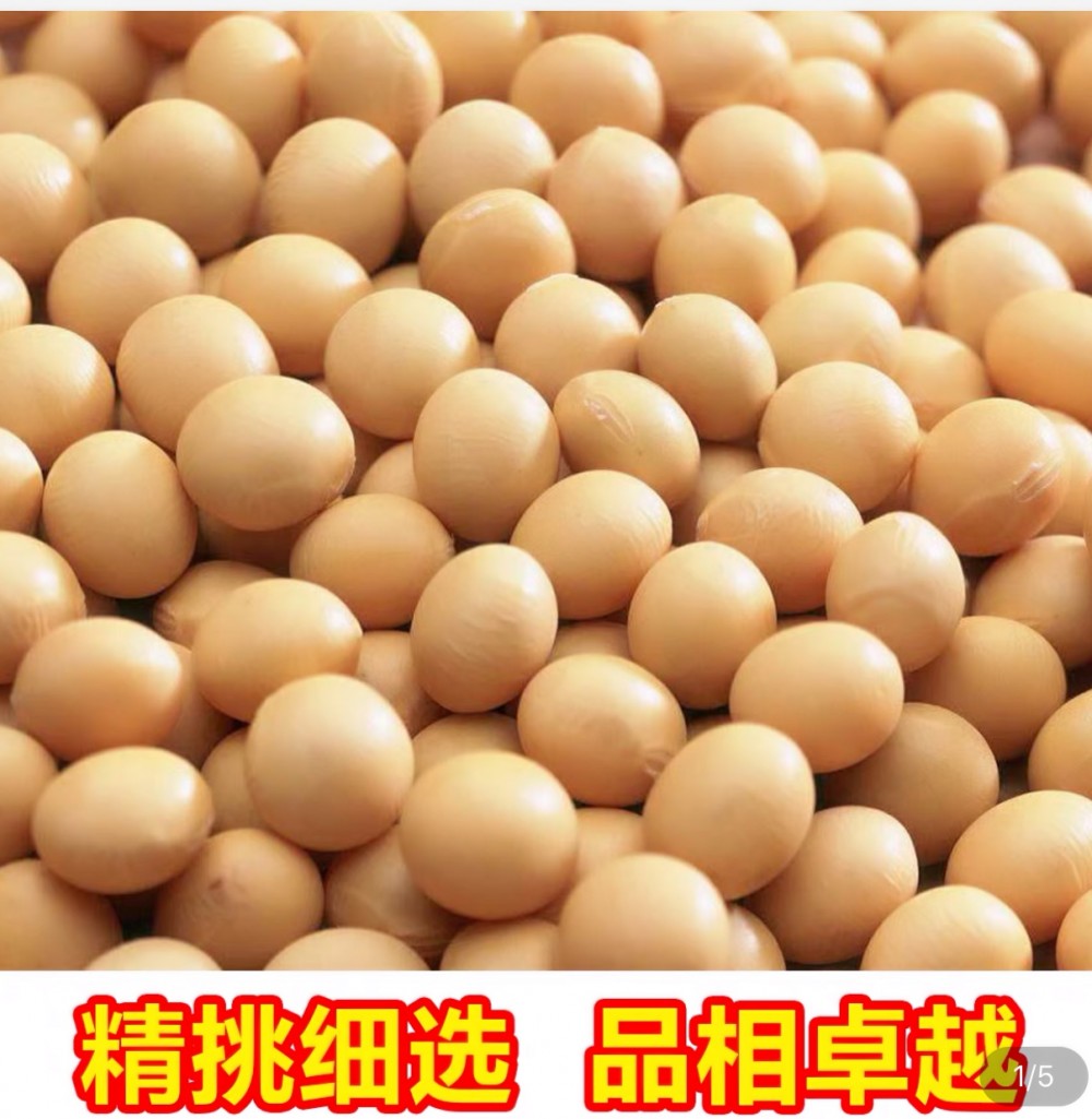 非转基因新黄豆 大豆价格合理 精挑细选  品质优 阳光嘉里大豆  郑1307大豆