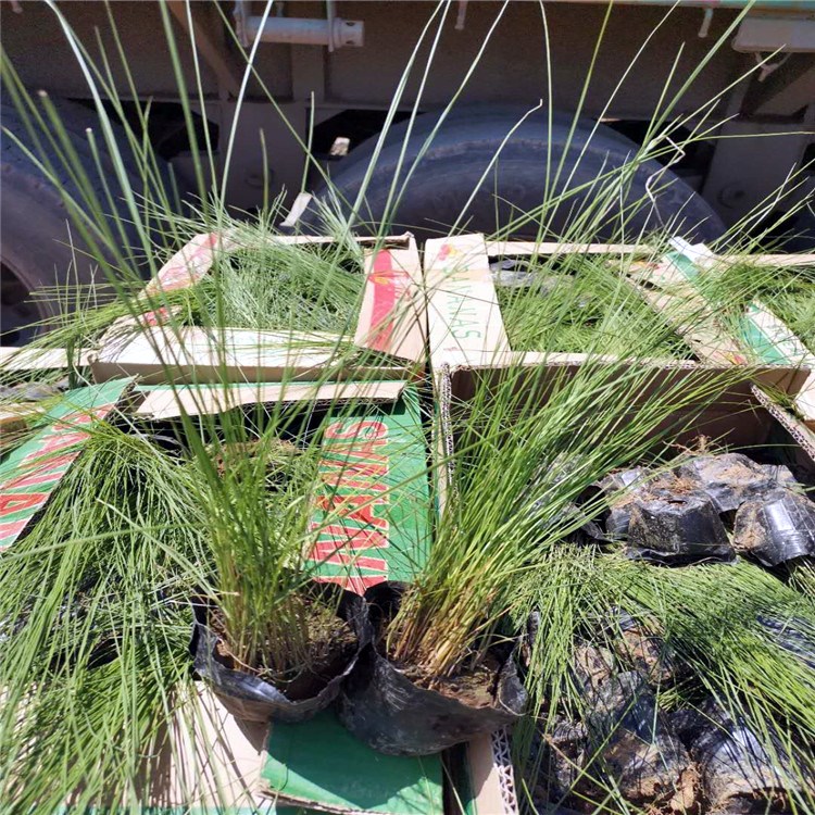 粉黛乱子草批发商 基地种植出售 粉黛乱子草报价