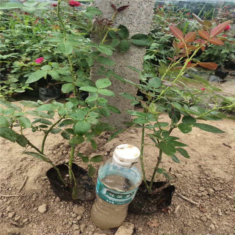 大花月季 大花月季批发 多色大花月季种植销售