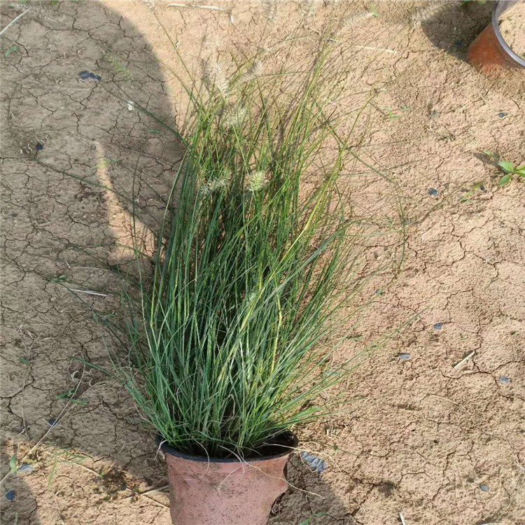 夏杰花卉 狼尾草基地 小兔子狼尾草 观赏草小苗