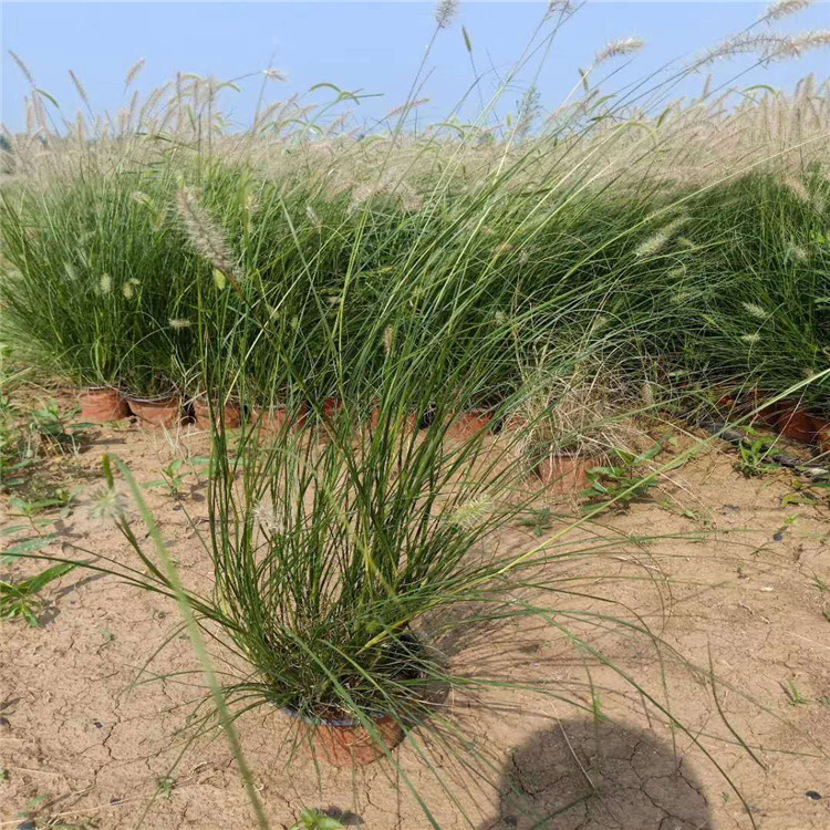 狼尾草 小兔子狼尾草 夏杰花卉 青州草花基地批发