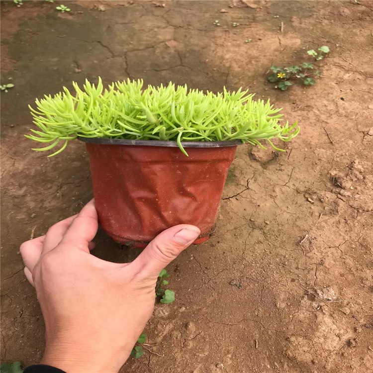 佛甲草价格 佛甲草出售 屋顶绿化常用