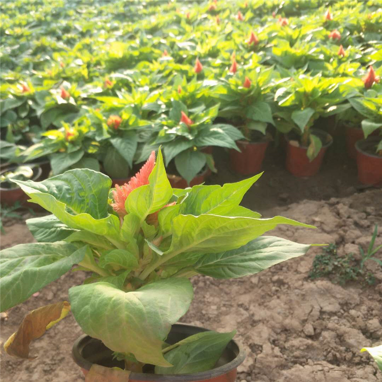一支笔种植基地 一支笔基地出售 一支笔花苗出售