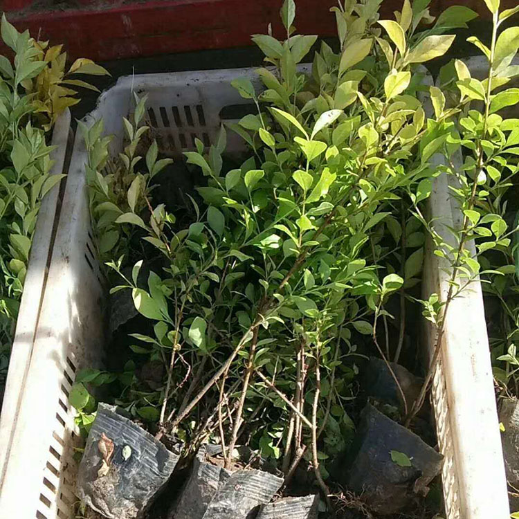 好成活的金叶女贞苗 基地种植金叶女贞 常年栽培金叶女贞