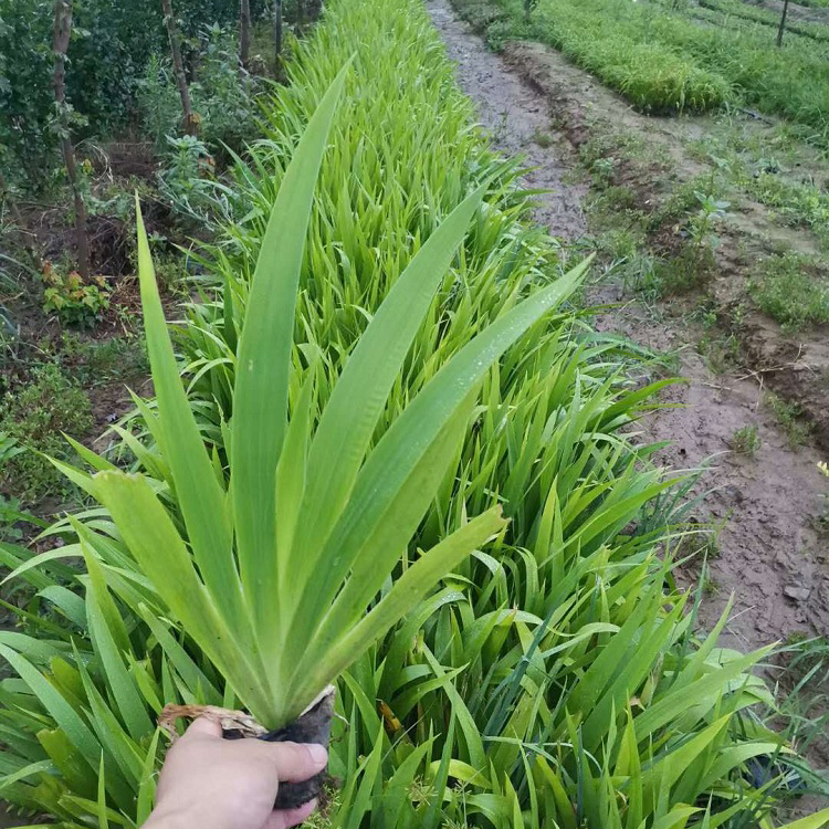 蓝花鸢尾基地 出售蓝花鸢尾 鸢尾苗 长势好
