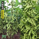 2020年阳光嘉里郑1307高蛋白质大豆种子  新品大豆厂家直销