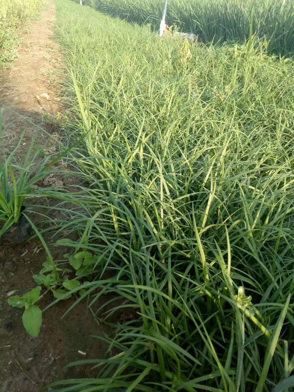 小涵花卉基地供应优质麦冬价格 各种规格麦冬供应