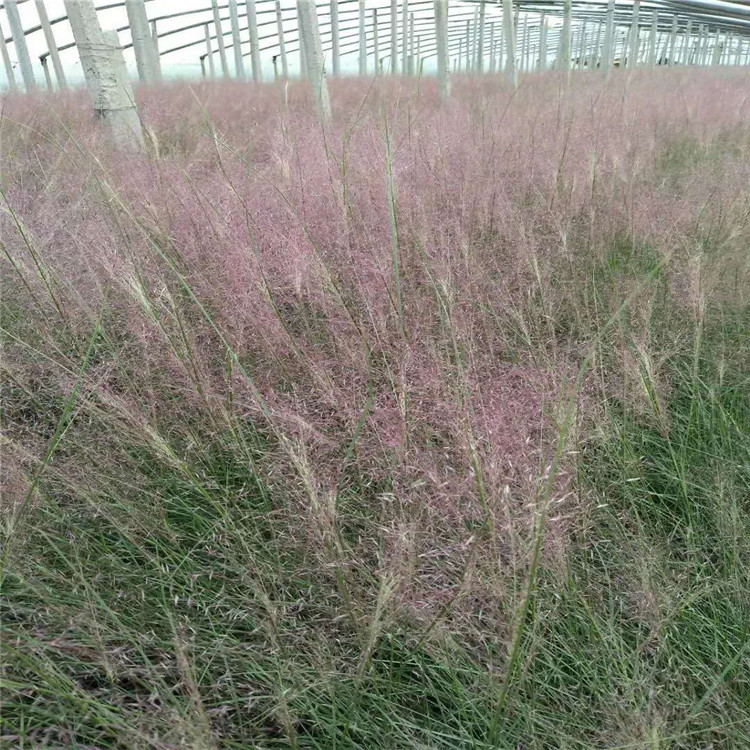 粉黛乱子草粉黛乱子草价格 观赏草品种