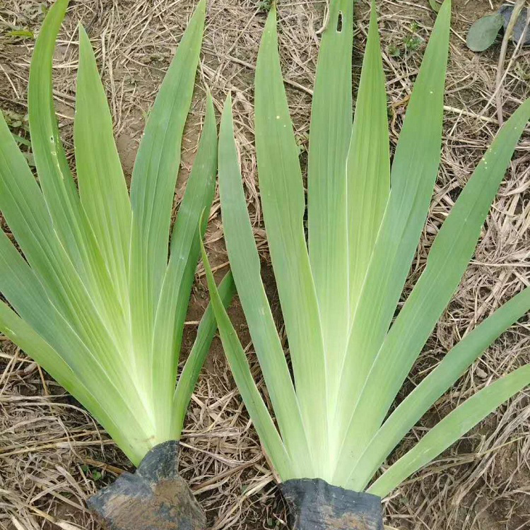 蓝花鸢尾 蓝蝴蝶种植基地 多年生挺草本植物 顺和花卉