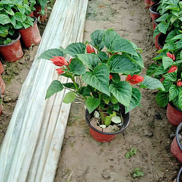 一串红直销 观花一串红 一串红供应 松青一串红