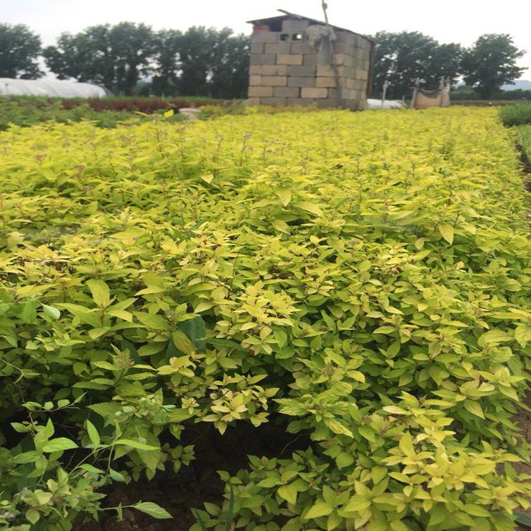 金山绣线菊批发基地