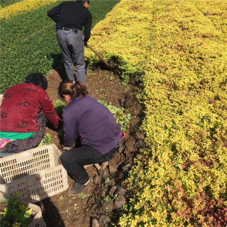 金山绣线菊供应商  花卉用苗金山绣线菊价格