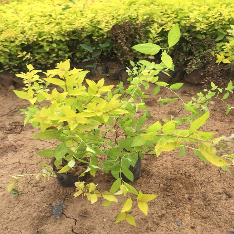 金山绣线菊批发价格