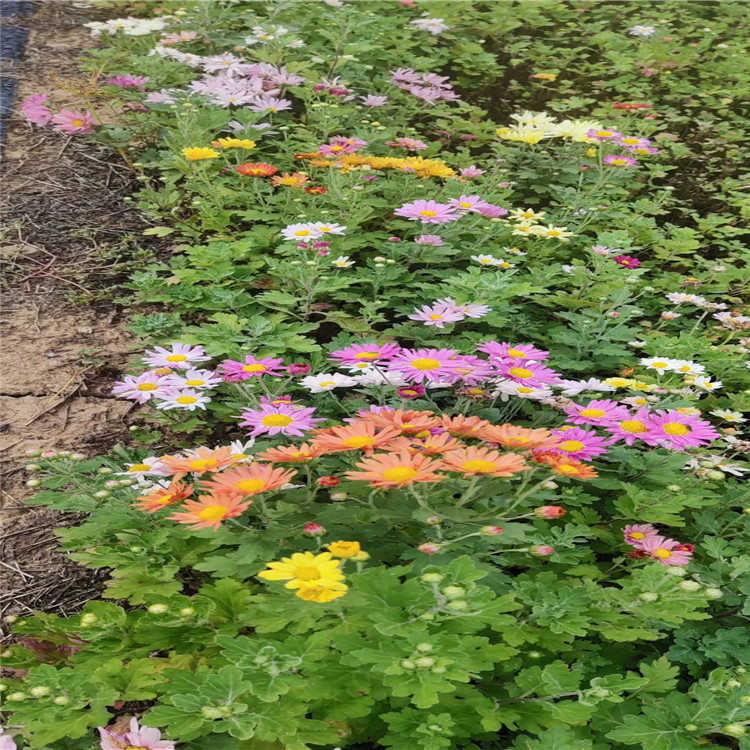 地被菊价格 地被菊出售 宿根花卉常用品种