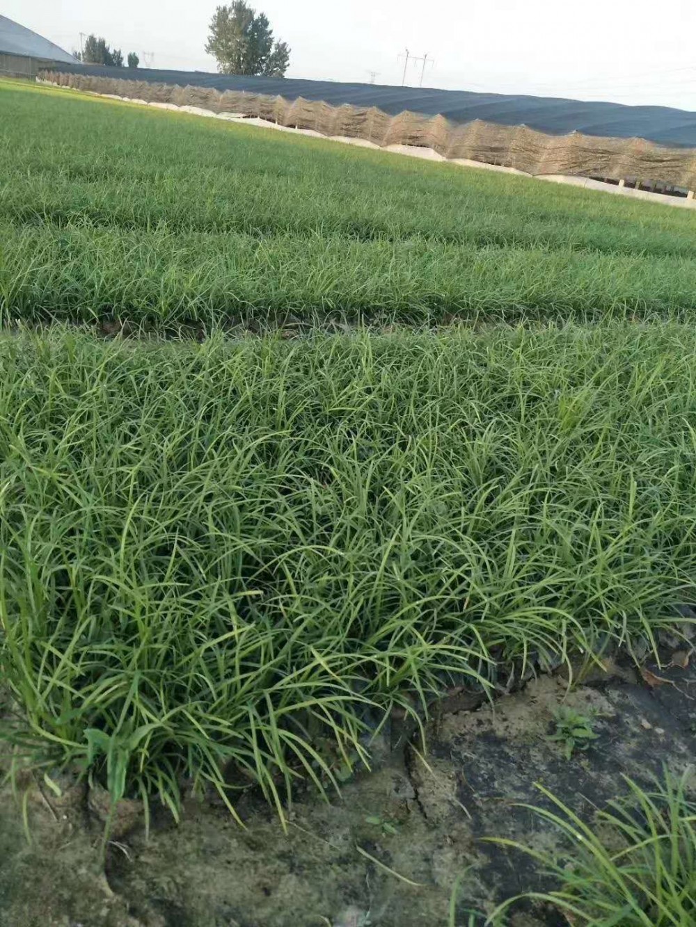 麦冬价格 麦冬出售 地被绿化小苗