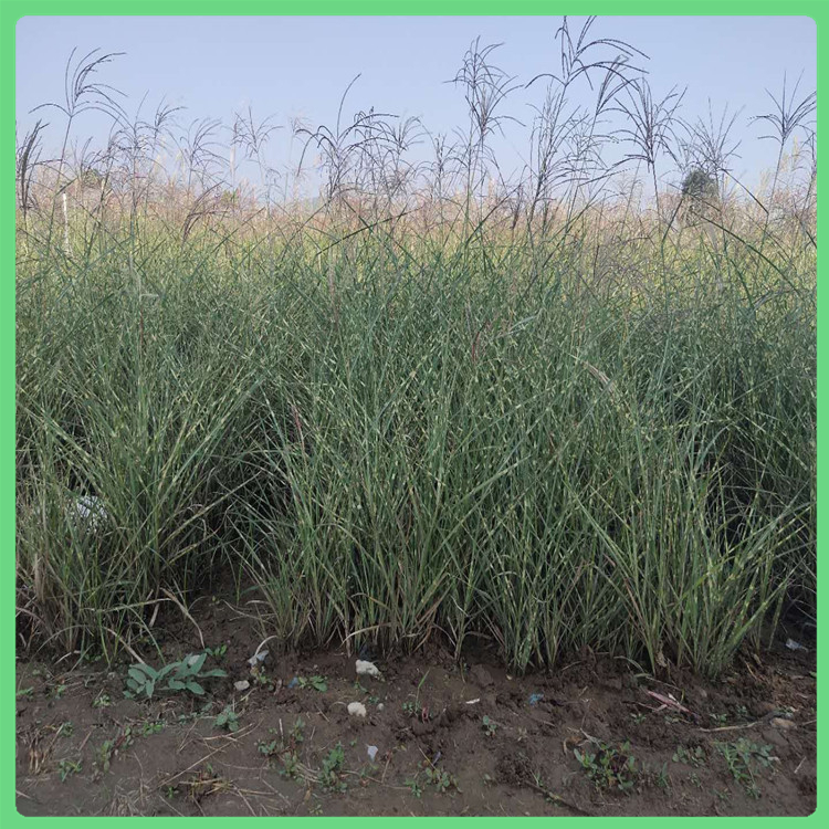 大量供应品相好的斑叶芒价格低 斑叶芒基地