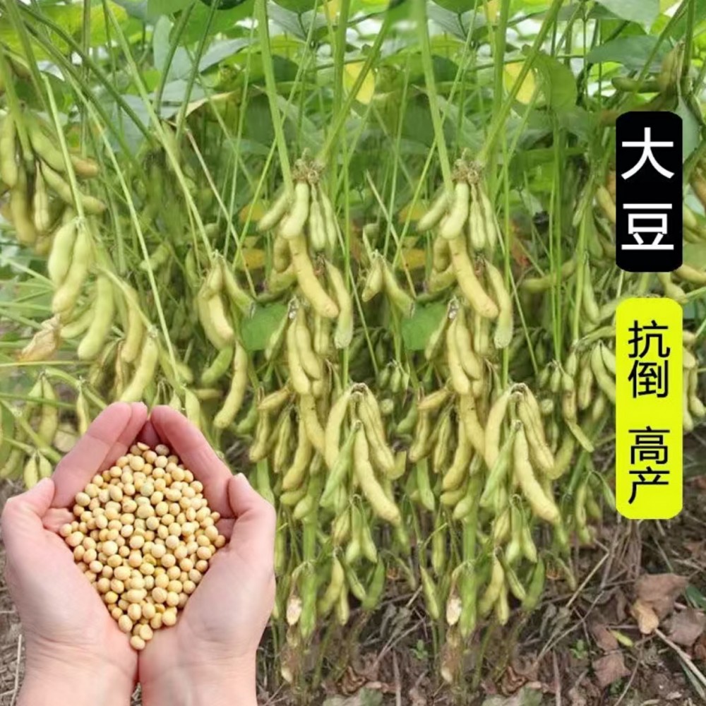 河南高产大豆种子 高蛋白大豆种子  价格合理 抗倒伏 厂家直销