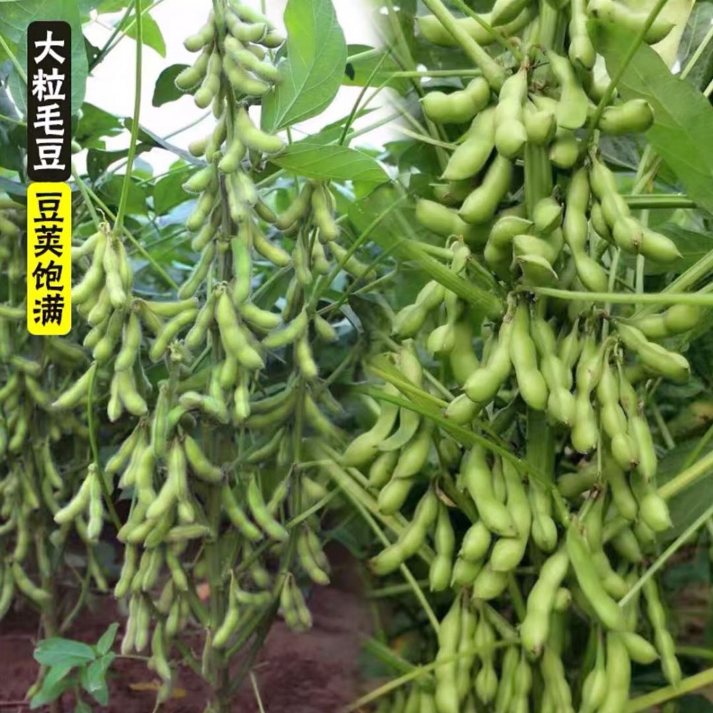 新品高产大豆种子 阳光嘉里郑1307 大豆种子原粮  价格合理