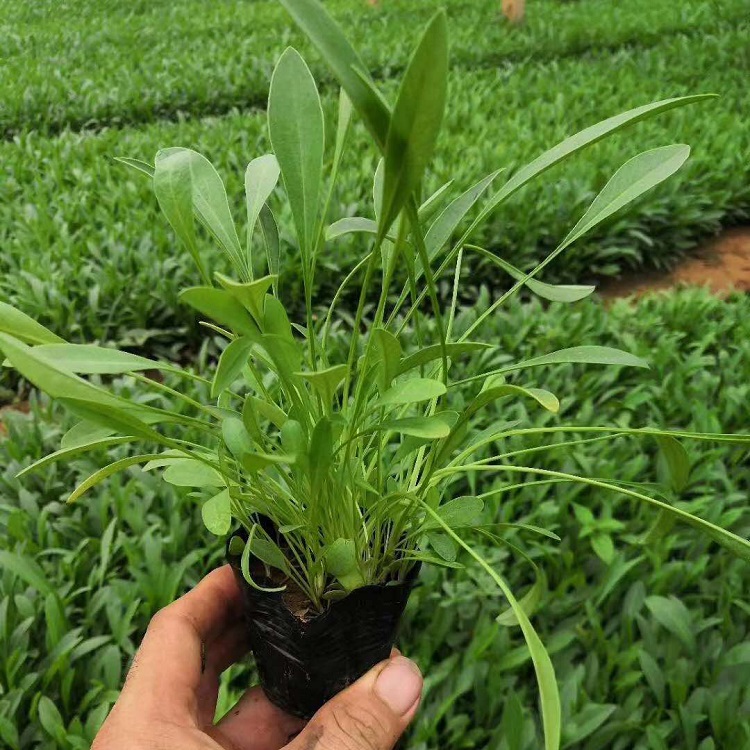 山东金鸡菊 金鸡菊价格 基地直售