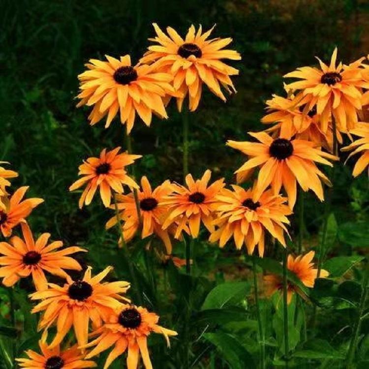 销售松果菊   批发松果菊