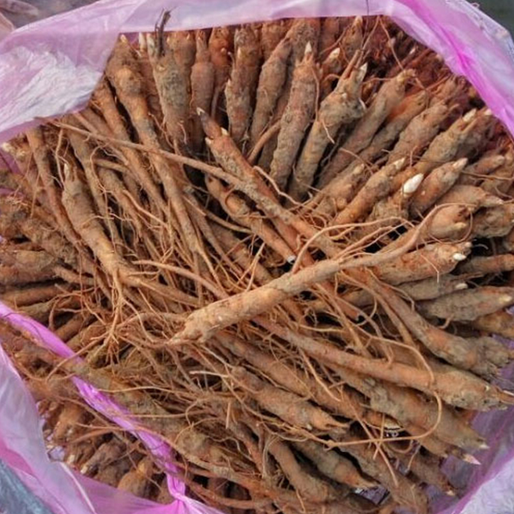 白芍苗技术指导优质品种