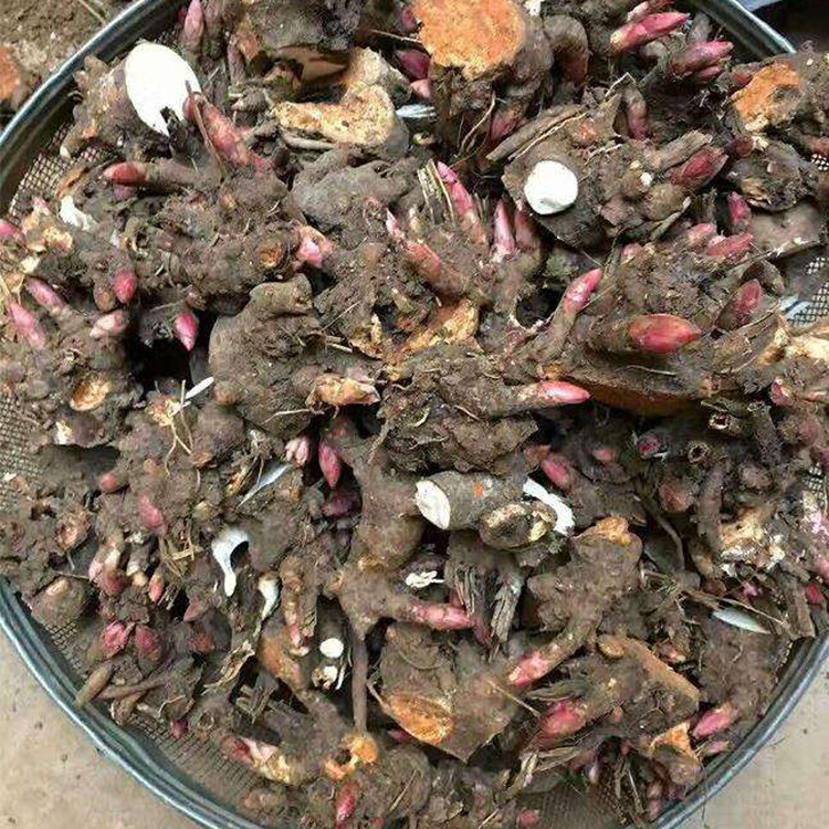 白芍种子 优质白芍种子供应商 白芍种植基地 吴先彬中药材