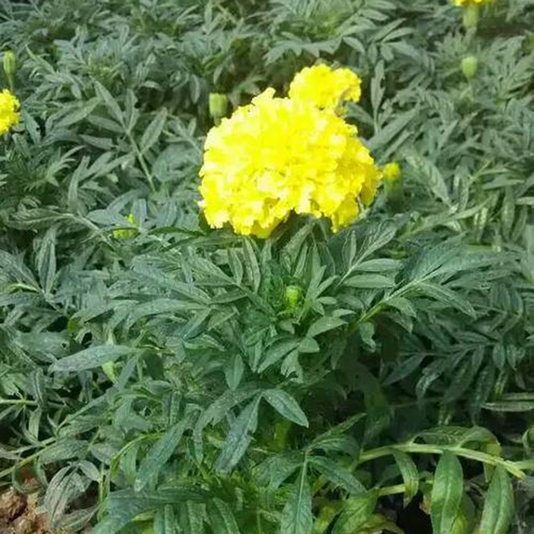 双色盆孔雀草  孔雀草批发  花卉苗木基地供应孔雀草