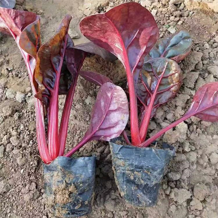 河北红叶菠菜基地供应 红叶菠菜批发 江瑞园艺厂家直供