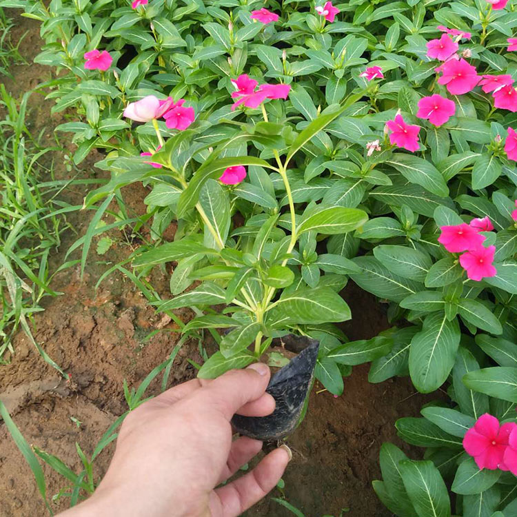 青州长春花 长春花小苗 批发基地