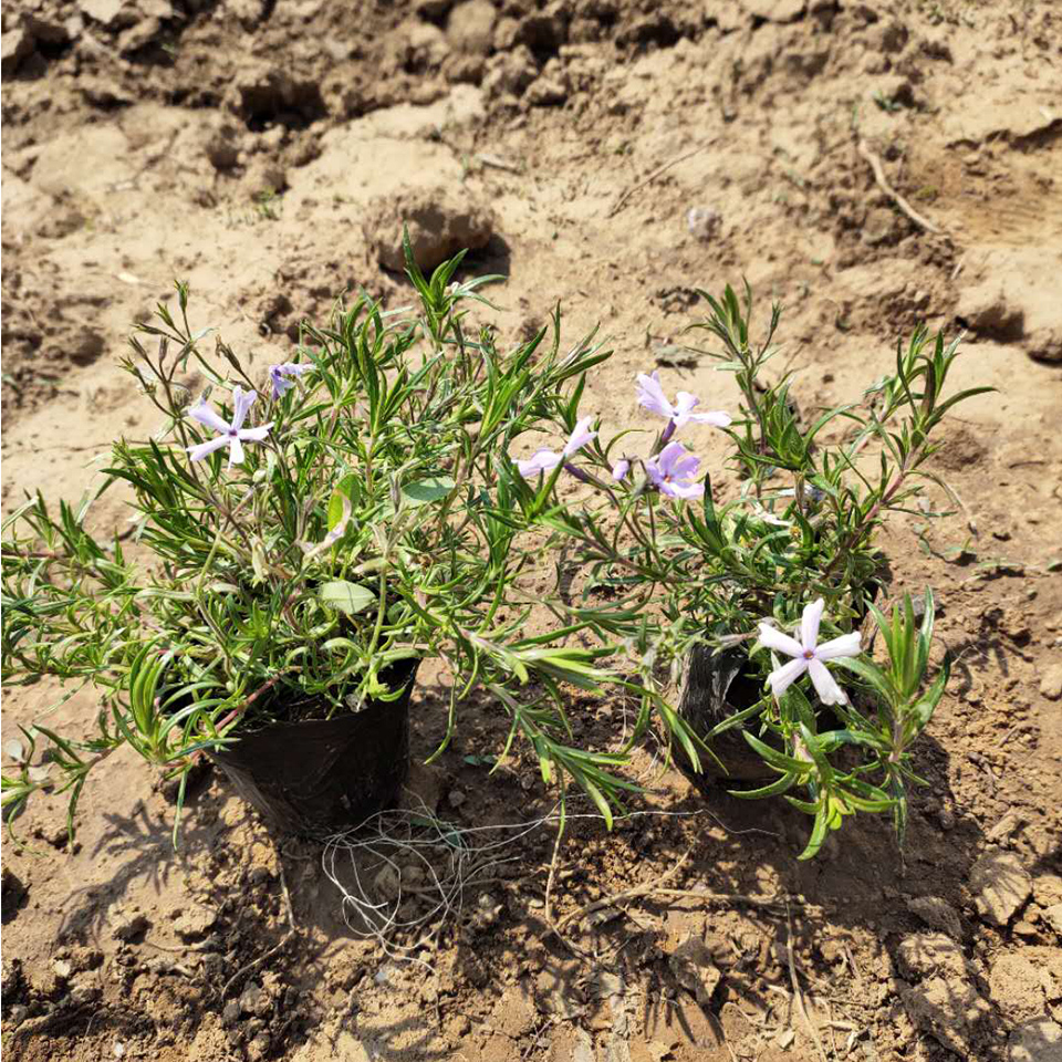 花海工程用福禄考  福禄考基地  批发优惠